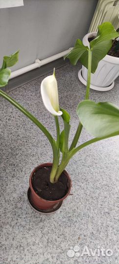 Калла эфиопская