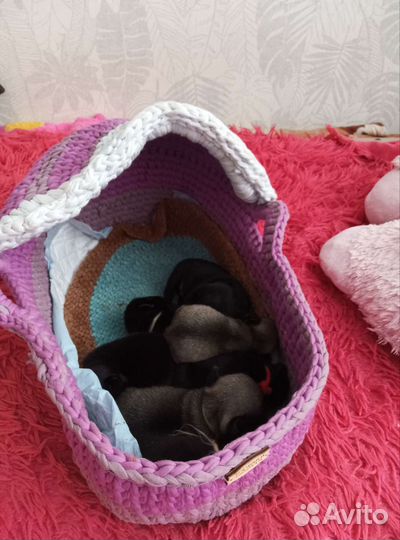 Щенки мопса