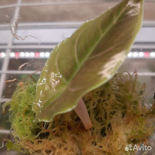 Алоказия Азлани