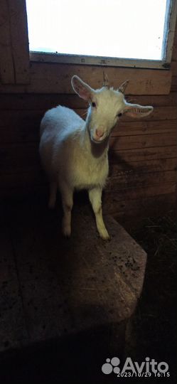 Молодые козочки