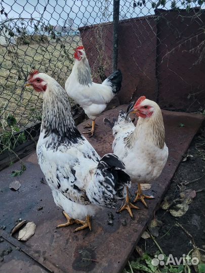 Молодые петухи