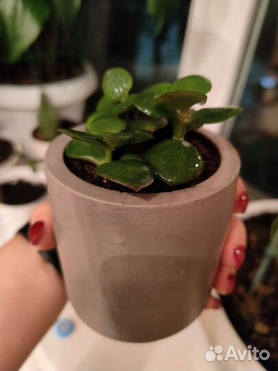 Денежное дерево