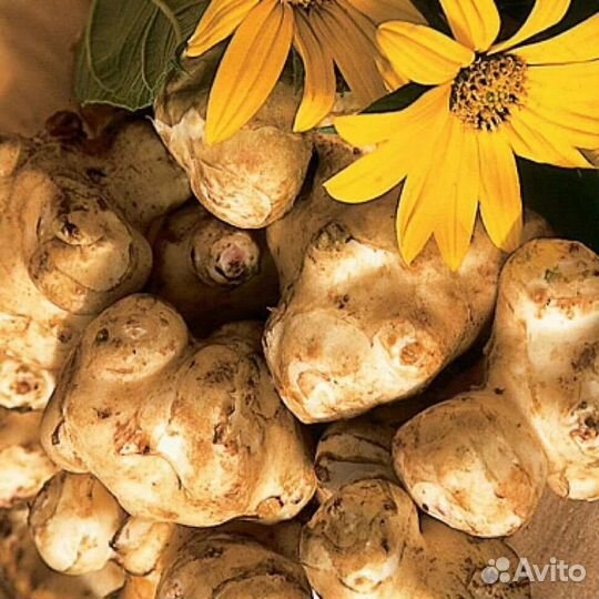 Топинамбур клубни