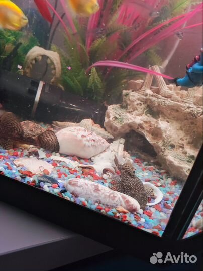 Сомы сомики самочки