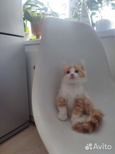 Сибирская кошка