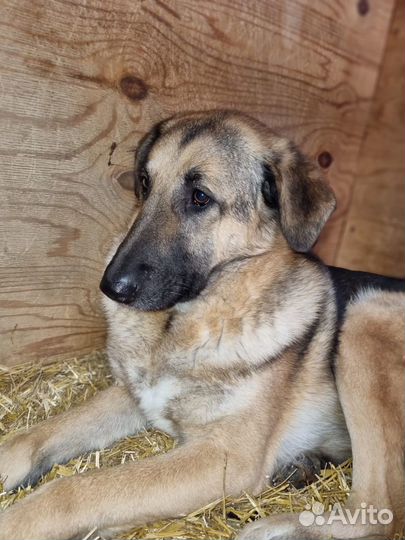 Собаке трусишке нужен дом