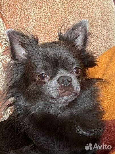 Вязка кобель чихуахуа