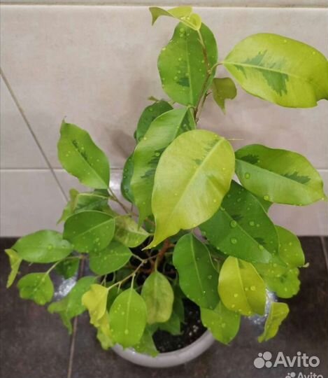 Фикус бенджамина реджинальд,бафт