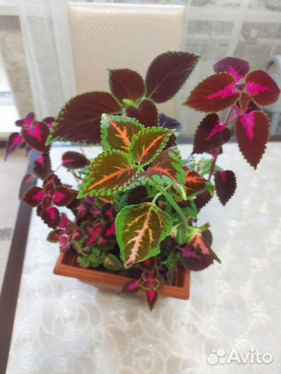 Комнатные цветы