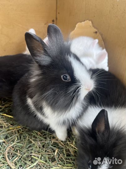 Декоративные кролики