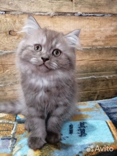 Британские котята