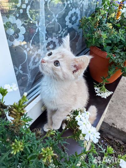 Котенок Персик ищет дом