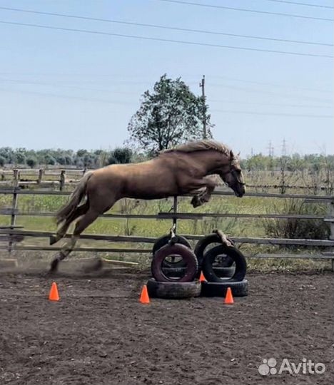 Постой лошадей