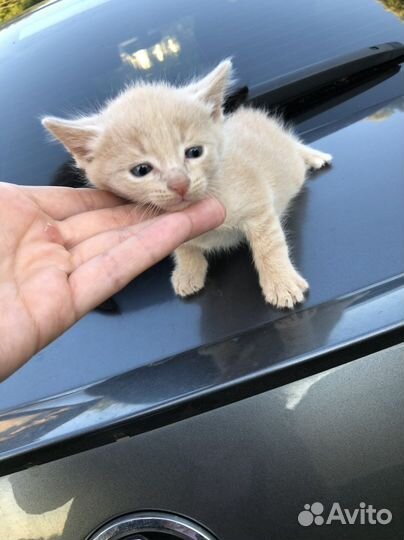 Котята в добрые руки 1 месяц