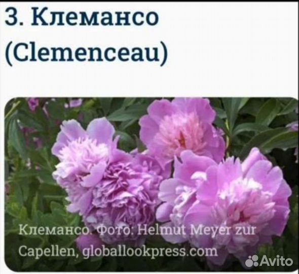 Пион ранний сорт Клемансо