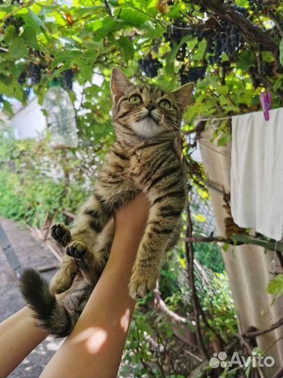 Камышка. Молодая кошка