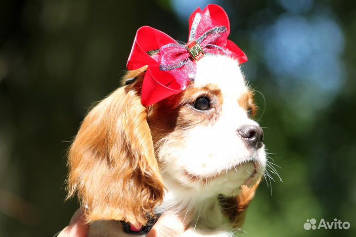 Кавалер кинг чарльз спаниель
