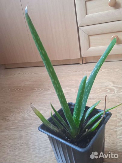 Комнатное растение