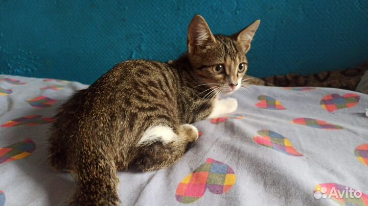 Отдам котенка (м) в хорошие руки