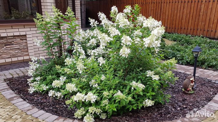 Гортензия метельчатая 