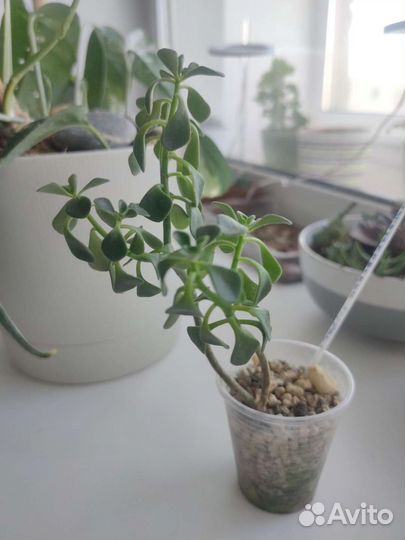 Суккуленты