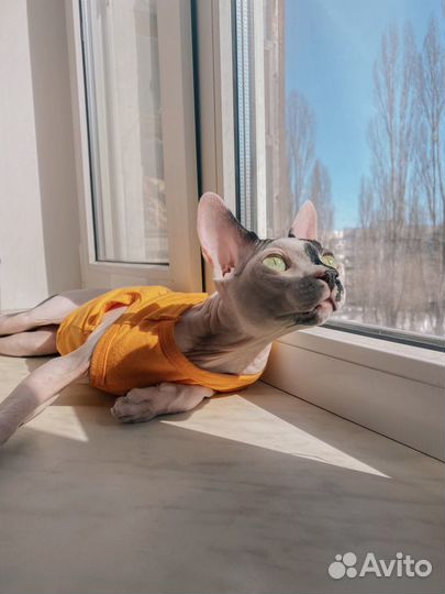 Канадский сфинкс вязка