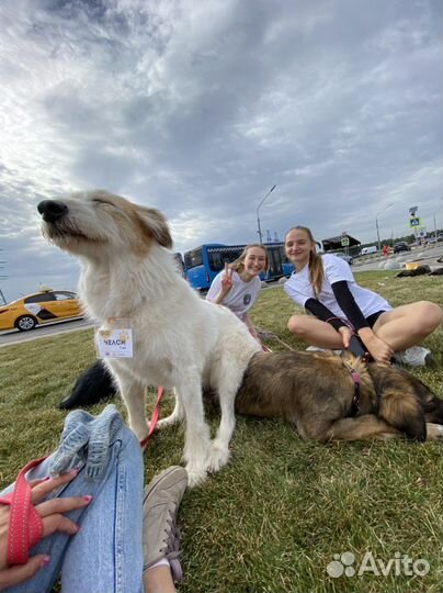 Челси хочет стать домашней