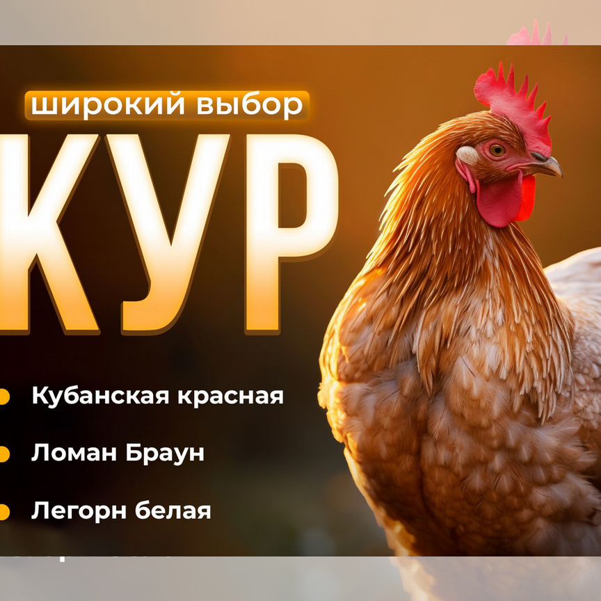 Куры несушки с доставкой