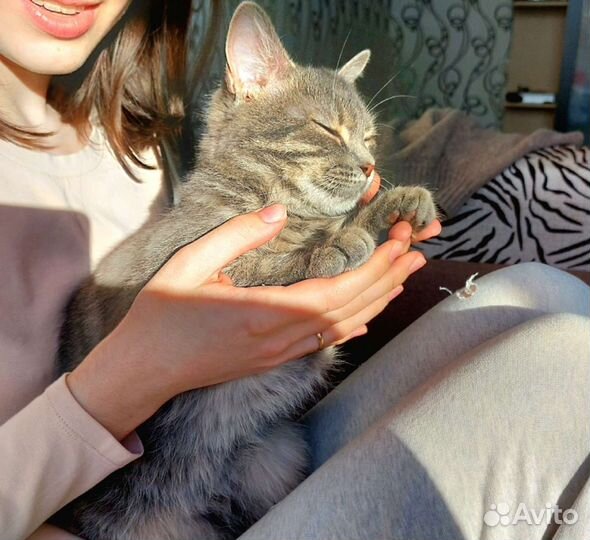 Кошечка в добрые руки