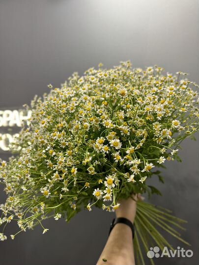 Голландские ромашки цветы букеты доставка
