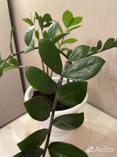 Замиокулькас