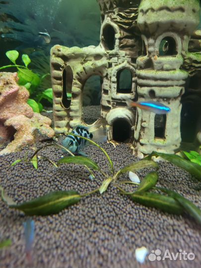 Сапфировый попугай