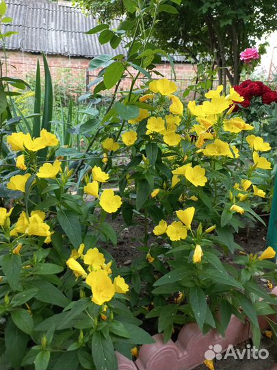 Красивые цветы