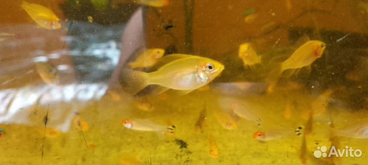 Апистограмма рамирези