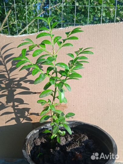 Саженцы самшита