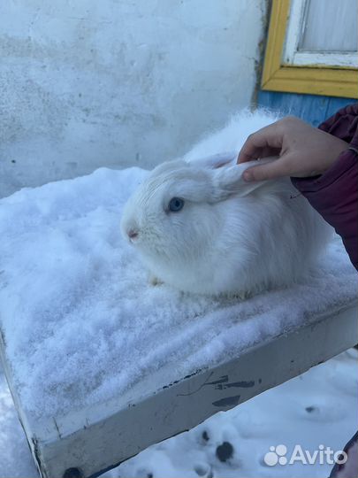 Декоративные кролики