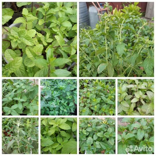 Мята сортовая.Джинура