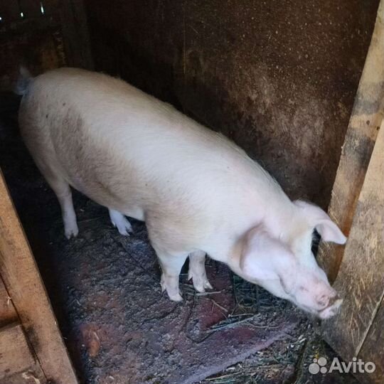 Хряк на племя