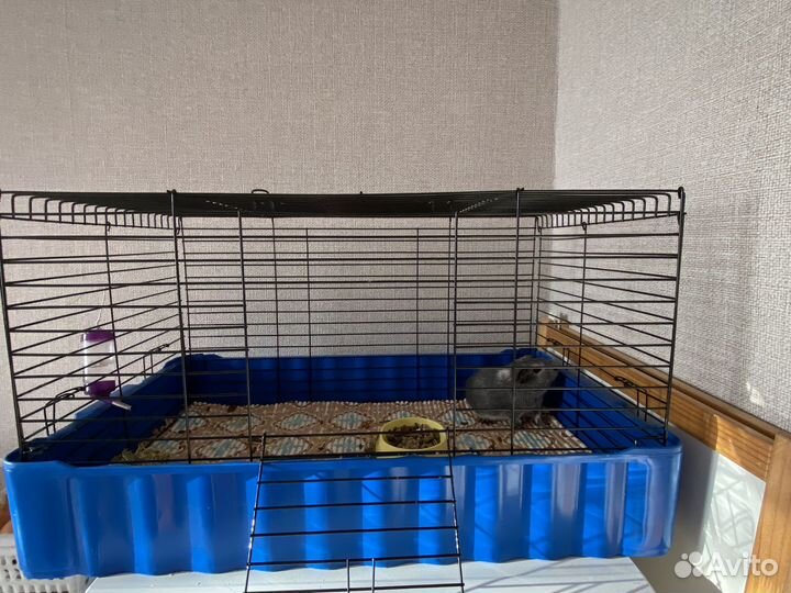 Морская свинка теди