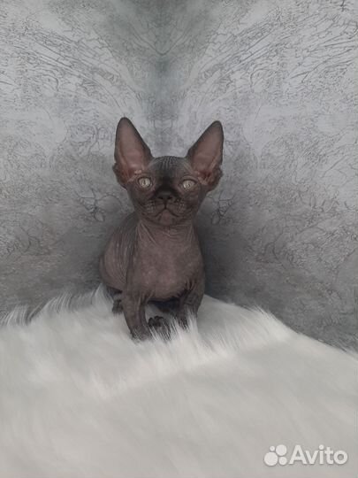 Канадский сфинкс