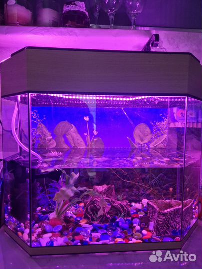 Аквариум
