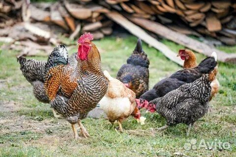 Куры молодки несушки