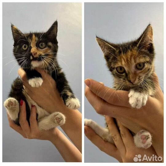 Кошки в добрые руки бесплатно