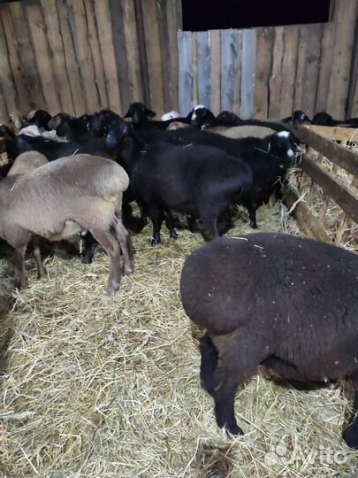 Курдючные бараны овцы