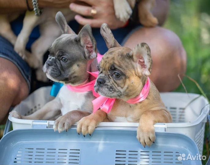 Щенки французского бульдога