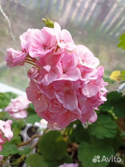 Пеларгония герань