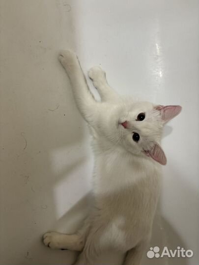 2 котенка мальчика