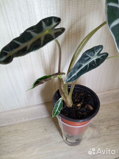 Калатея Электрик шок, алоказия Бамбино