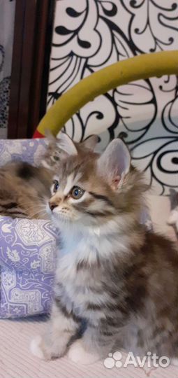 Курильский бобтейл