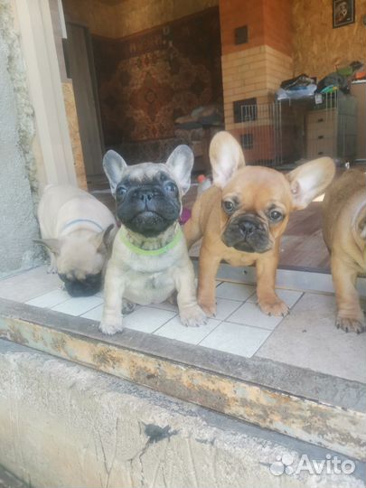 Французский бульдог